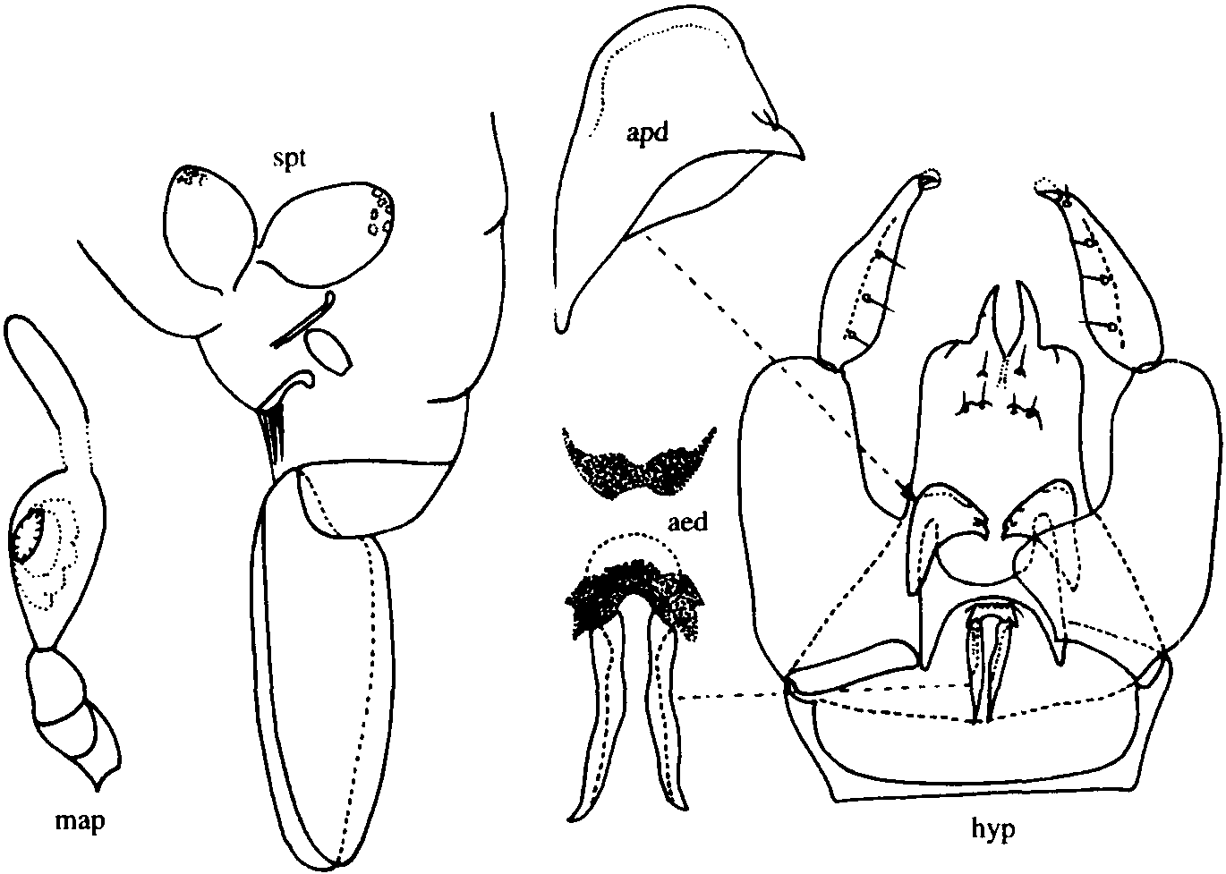 4.雙鉤細(xì)蠓